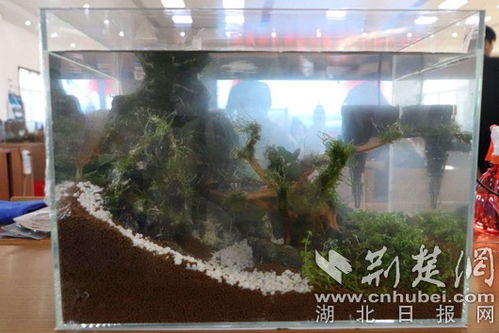 全國110名大學生水產技能選手齊聚湖北生物科技職業學院展風采