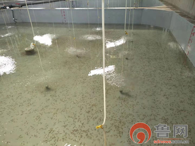 海緣養殖科技:技術領域樹品牌 &ldquo;南苗北育&rdquo;模式促發展