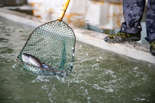 水產養殖戶為何難掌握技術 背后有幾大隱情