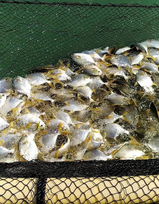 這條海水魚大火!他首創金鯧批量育苗技術,引領規?；B殖時代