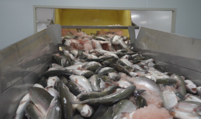 新年&ldquo;開門紅&rdquo;|尼勒克:科技賦能漁業(yè)發(fā)展 繪就鄉(xiāng)村振興圖景