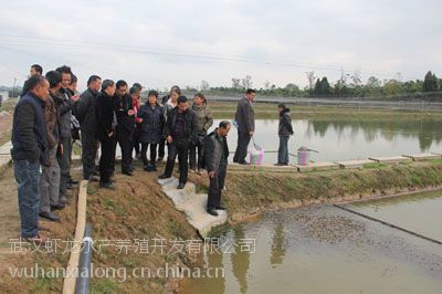 【*來武漢蝦龍水產養殖開發開展龍蝦養殖技術研發工作圖片】*來武漢蝦龍水產養殖開發開展龍蝦養殖技術研發工作