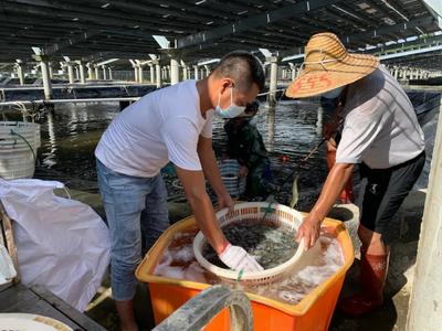 鄉(xiāng)村振興 | 綠色養(yǎng)殖技術(shù)加持 南美白對(duì)蝦變身脆甜致富蝦