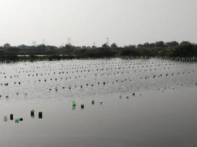 農(nóng)民日?qǐng)?bào):以行業(yè)發(fā)展為己任 --記上海海洋大學(xué)淡水珍珠蚌種質(zhì)資源創(chuàng)新研發(fā)團(tuán)隊(duì)