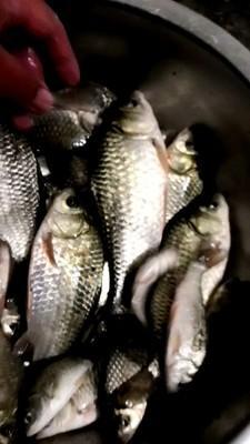 水產(chǎn)養(yǎng)殖的種植型養(yǎng)殖 畜牧型養(yǎng)殖 水產(chǎn)型養(yǎng)殖三大技術(shù)模式