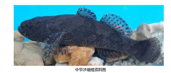 湖北省成功繁育6種長(zhǎng)江野生魚苗,長(zhǎng)江刀魚苗已達(dá)3萬多尾!