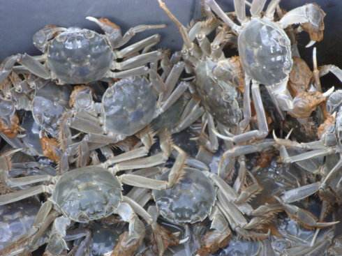 水產(chǎn)養(yǎng)殖 螃蟹養(yǎng)殖管理技術(shù)