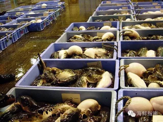 紅鰭東方鲀 美無度、禍無涯——水產養殖的雙刃劍