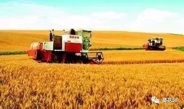 今年農業整體呈現'四漲一降'態勢，水產養殖表現突出